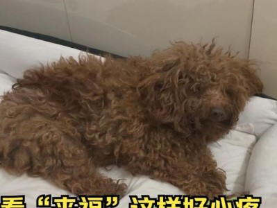 泰迪膑骨错位的治疗药物及注意事项（探索治疗泰迪膑骨错位的药物及饮食指南，帮助宠物恢复正常行走）