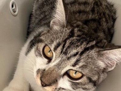 小猫早上叫什么？（揭秘小猫清晨的呼唤。）