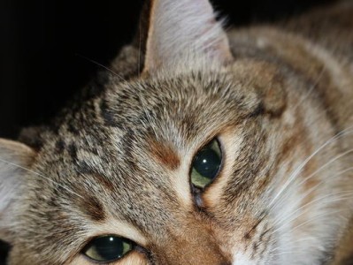 猫咪长虱子的原因及应对方法（解密猫咪长虱子的原因，告诉你如何有效应对）
