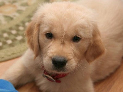 金毛犬适合的训练项目及方法（挑战自我，让金毛发挥潜能-探索金毛犬训练的最佳选择）