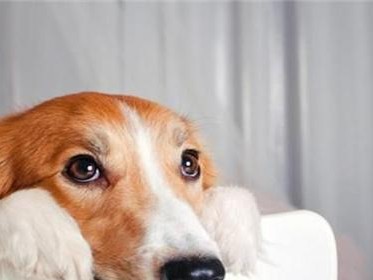 狗狗吃多了不消化会有哪些症状？