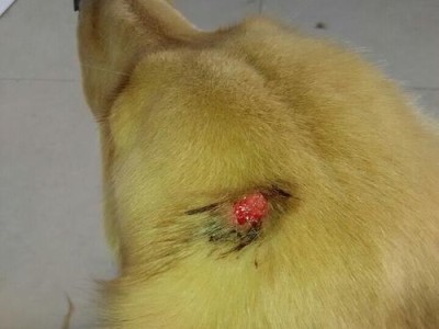 正确处理宠物狗伤口的方法（如何安全、有效地给宠物处理伤口，让它更快康复）