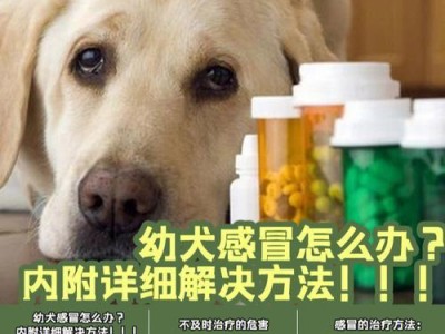 狗被撞后如何选择合适的药物治疗（有效药物选择和治疗方式，保障宠物健康）