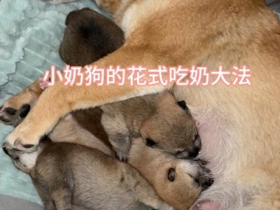 狗宝宝吃奶的时间和方式（了解狗宝宝吃奶的关键信息，为狗宝宝提供健康成长的指南）