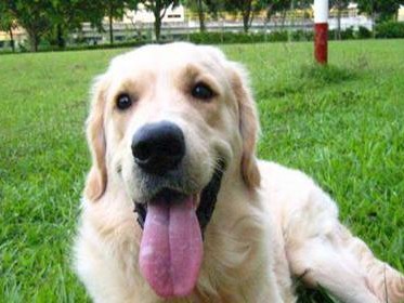 金毛犬的眼部护理（关注宠物健康，从眼部开始；用正确方法清洁宠物眼部）