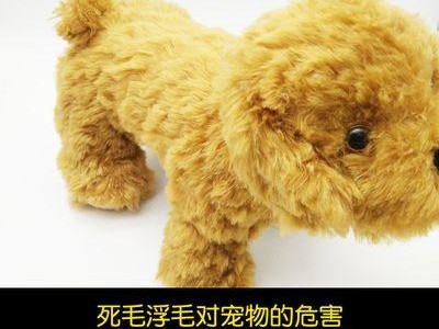 探索狗毛颜色的区别（狗毛颜色的多样性及其影响因素）