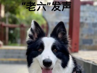 边牧为什么冲我叫？（探究边牧犬叫声背后的原因）