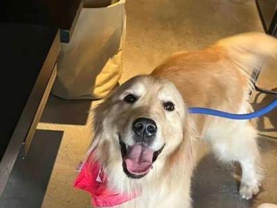 金毛犬洗澡频率探讨（每三个月洗一次澡的最佳金毛护理法）