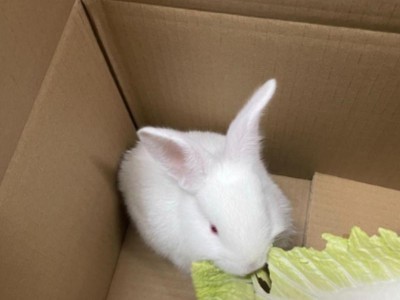 养宠物兔子需要哪些物品？（为你的兔子提供舒适的家居环境）