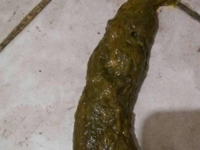 小狗粑粑的形状与颜色，了解你的宠物健康（小狗粑粑的外貌特征及其对健康的影响）