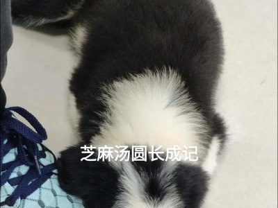 边境牧羊犬的日常护理指南（从两个月开始，让你的边牧宝宝健康成长）