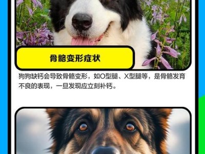 宠物缺钙，你需要知道的关键信息（了解哪些宠物需要补钙，如何正确给宠物补充钙质）