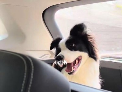 如何安全带狗狗乘坐汽车（宠物出行必备，驾车安全无忧）