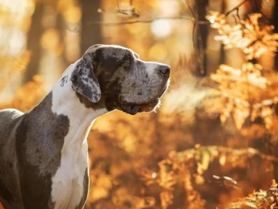 了解大型犬的特点及饲养要点（探索大型犬的身体构造和性格特质，让它们成为你生活的伙伴）