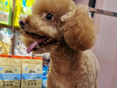 微小泰迪的体型特征与养护要点（探索微小泰迪的身材构造及保健细节）