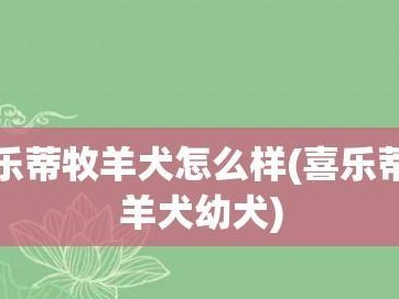 如何做好小喜乐蒂犬的养护？（掌握这些技巧，让您的小喜乐蒂犬健康快乐成长！）