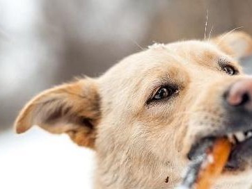 狗狗为什么失去食欲？（探究狗狗失去食欲的原因和解决方法）