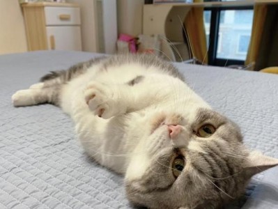猫咪踩奶的原因解析（探究猫咪踩奶的行为和背后的意义）