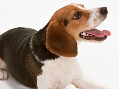 适合新手养的中型犬（六种“便宜又好养”的中型犬推荐）