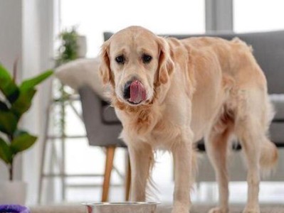 金毛幼犬何时可以开始吃干狗粮？（幼犬过渡吃干粮的注意事项）