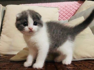 狗狗的猫薄荷乐园（让狗狗们也能享受猫薄荷的魅力）