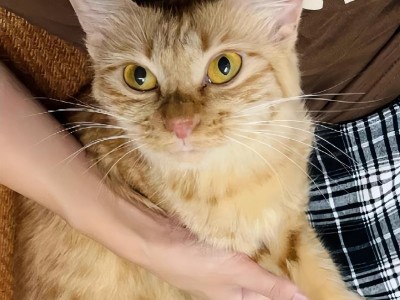 猫黄疸（了解猫黄疸的成因，及时预防和治疗，）