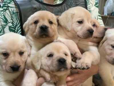 拉布拉多犬价格与级别（不同级别拉布拉多犬的价格差异及关键因素分析）
