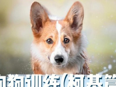 柯基犬的安全生产时间及注意事项（掌握这些要点，让你的狗狗安全顺利地生产）