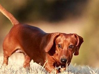 探秘腊肠犬的品种多样性（了解腊肠犬的多样性和特点，以更好地照顾你的宠物）