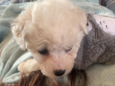 狗狗冠状病毒的症状及应对措施（详解狗狗冠状病毒的常见症状与防治方法）
