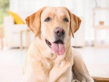 训练拉布拉多犬的服从性（如何让你的拉布拉多犬变得更加听话？）
