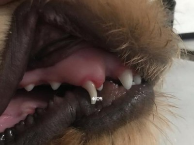 如何预防和治疗狗狗常见的牙齿问题（狗狗的口腔健康是宠物健康的重要保障，关注这些问题）