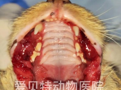 猫咪坠楼导致上颚裂的处理和预防措施（猫咪的安全是关键，及时处理避免上颚裂）