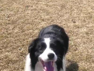 解决边境牧羊犬厌恶洗澡的烦恼（解决边境牧羊犬厌恶洗澡的烦恼）