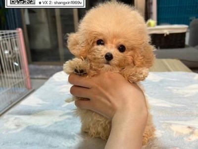以香槟色泰迪为主题的香波推荐（让你的泰迪宠物拥有最佳护理体验）