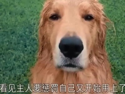 金毛寿命短的原因及如何正确饲养（探究金毛寿命短的错误养殖方式与正确饲养方法）